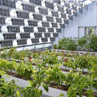 Frigorífico solar fotovoltaico com arco de múltiplas faixas, tipo PE/Po, de película plástica, para desempenho