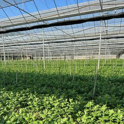 EUA Estufa multi-espans com sistema de irrigação por gotejamento e pagamento inicial