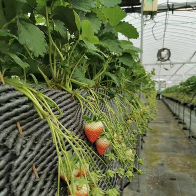 EUA Estufa multi-espans com sistema de irrigação por gotejamento e pagamento inicial