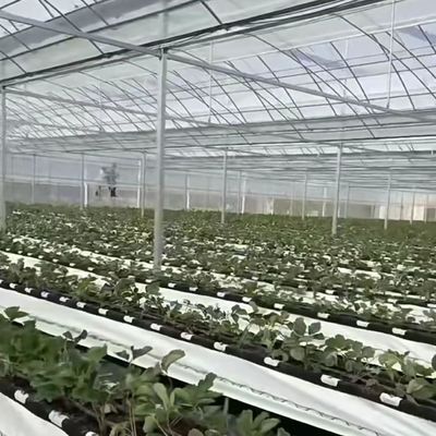Estufas para o cultivo da hidroponia US 20/m2 Moeda US