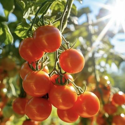 Estufas para o cultivo da hidroponia US 20/m2 Moeda US