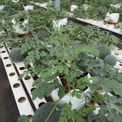 Estufas para o cultivo da hidroponia US 20/m2 Moeda US