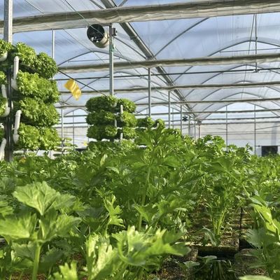 Estufas para o cultivo da hidroponia US 20/m2 Moeda US