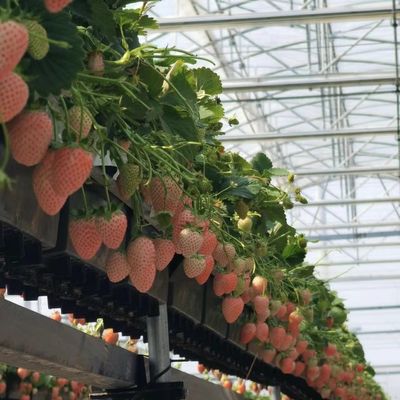Solução personalizada de rendimento de estufa de vários períodos para produção de vegetais hidropônicos