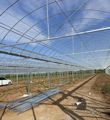 Solução personalizada de rendimento de estufa de vários períodos para produção de vegetais hidropônicos