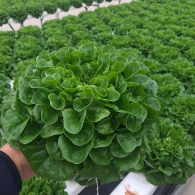 Solução personalizada de rendimento de estufa de vários períodos para produção de vegetais hidropônicos
