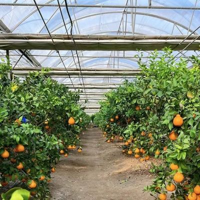 Estufas multi-span com irrigação avançada sobre custo de envio e tempo de entrega