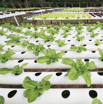 Estufas multi-span com irrigação avançada sobre custo de envio e tempo de entrega