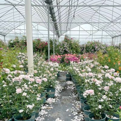 Estufas para a produção de vegetais US 20/m2 Min.