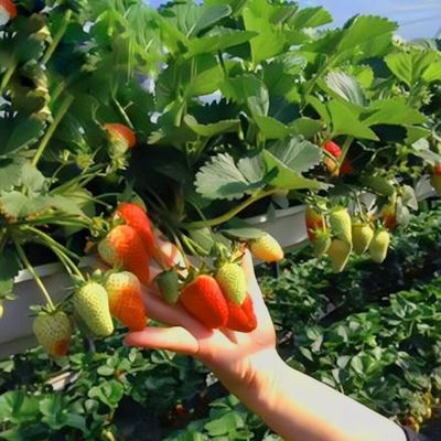 Estufas para a produção de vegetais US 20/m2 Min.