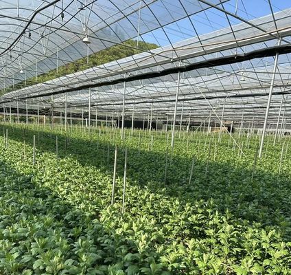 Estufas para a produção de vegetais US 20/m2 Min.
