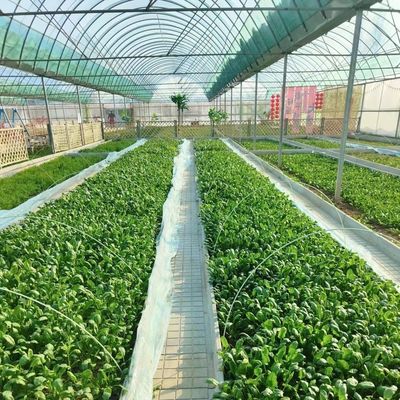 Produção de produtos hortícolas Po Film Greenhouse com sistema de sombreamento e reembolso de 30 dias