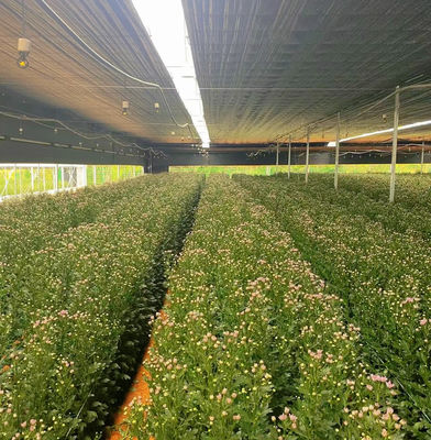 Produção de produtos hortícolas Po Film Greenhouse com sistema de sombreamento e reembolso de 30 dias