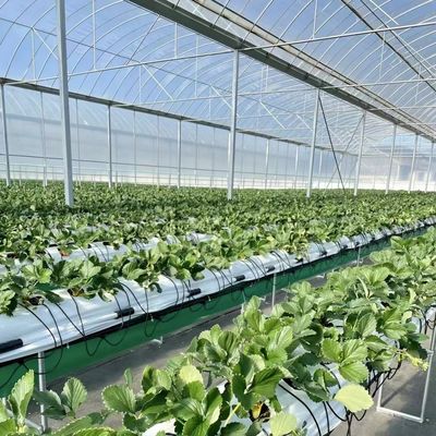 Estufas de filmes múltiplos para hidroponia protegem as plantas do clima severo