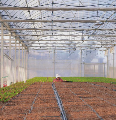 Estufas de filmes múltiplos para hidroponia protegem as plantas do clima severo