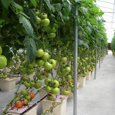 Estufas de filmes múltiplos para hidroponia protegem as plantas do clima severo