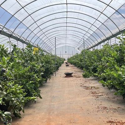 Estrutura de aço Multi-Span Cocopeat Terra Estufas para soluções de produção de vegetais
