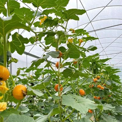 Pacote Tamanho 50,00cm * 60,00cm * 50,00cm Estufa Multi-Span com irrigação por gotejamento
