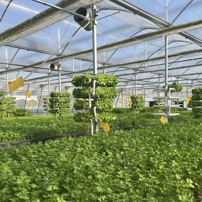 Pacote Tamanho 50,00cm * 60,00cm * 50,00cm Estufa Multi-Span com irrigação por gotejamento