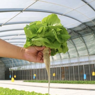 Estufas de grande diâmetro para o cultivo em larga escala