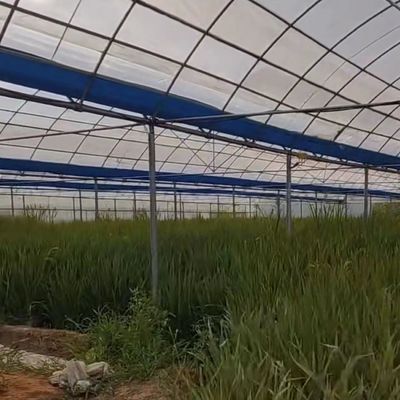 Túnel Po Film 30 dias Retorno reembolsos Moeda dos EUA Estufa