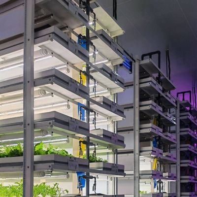 Estufas de contêineres de transporte para o cultivo de cogumelos em projeto inteligente JX-CG-0001