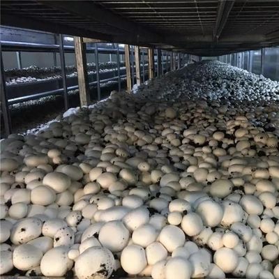 Estufas de contêineres de transporte para o cultivo de cogumelos em projeto inteligente JX-CG-0001