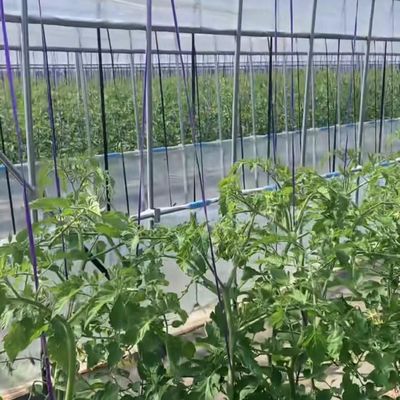 Estufas de filmagem multi-span para plantação de grama Material de cobertura e sistema de sombreamento ótimo