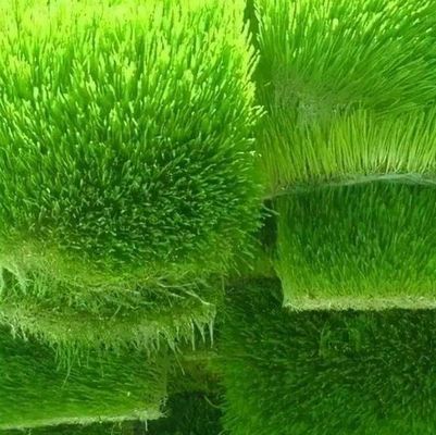Forragem em recipientes multifuncionais para reprodução de flores/vegetais/sementes em dupla camada
