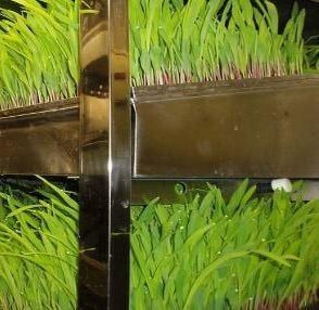 Forragem em recipientes multifuncionais para reprodução de flores/vegetais/sementes em dupla camada