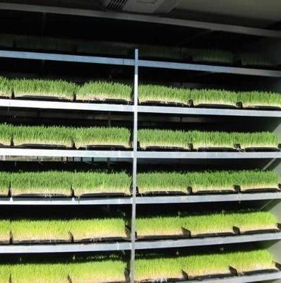 Forragem em recipientes multifuncionais para reprodução de flores/vegetais/sementes em dupla camada