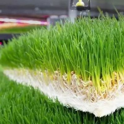 Forragem em recipientes multifuncionais para reprodução de flores/vegetais/sementes em dupla camada