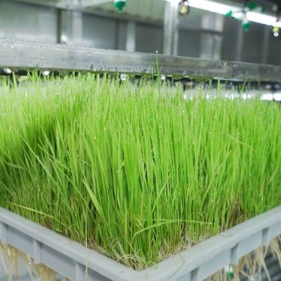 Forragem em recipientes multifuncionais para reprodução de flores/vegetais/sementes em dupla camada