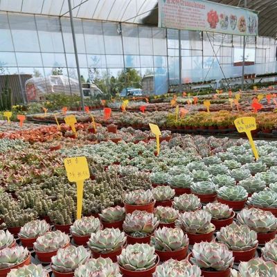 US 20/m2 Hidropónico de irrigação por gotejamento Estufas de plástico de estufa para vegetais