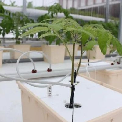 Estrutura de aço Container de agricultura vertical Estufas com sistema hidropónico multi-span