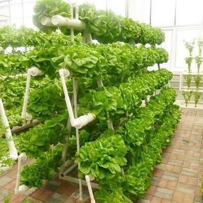 Estrutura de aço Container de agricultura vertical Estufas com sistema hidropónico multi-span