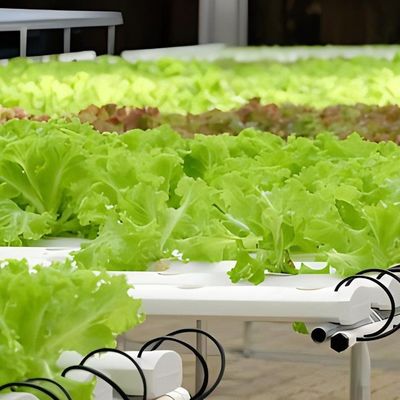 Estrutura de aço Container de agricultura vertical Estufas com sistema hidropónico multi-span