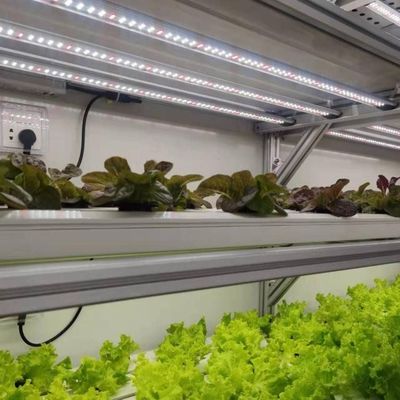 Estrutura de aço Container de agricultura vertical Estufas com sistema hidropónico multi-span