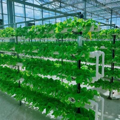 Estrutura de aço Container de agricultura vertical Estufas com sistema hidropónico multi-span