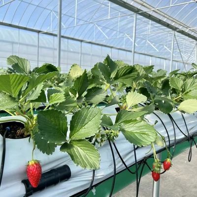 Estufas de filmagem multi-espans para plantação de ervas e flores