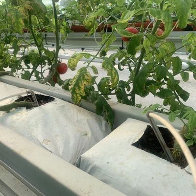 Estufas para a produção de produtos agrícolas em recipientes verticais de grande extensão com sistema de cultura de substrato