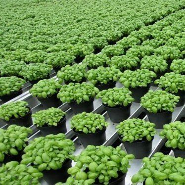 Estufas para a produção de produtos agrícolas em recipientes verticais de grande extensão com sistema de cultura de substrato