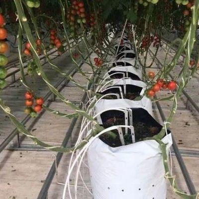 Estufas para a produção de produtos agrícolas em recipientes verticais de grande extensão com sistema de cultura de substrato