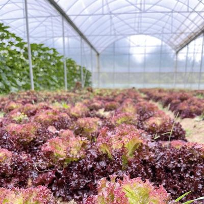 US Cocopeat Soil for Vegetable Growth in Commercial Greenhouse Sustainable Farming (Solo de coco para o cultivo de vegetais na agricultura sustentável em estufa comercial)