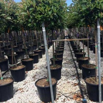 Estufas para a produção de produtos agrícolas em recipientes verticais de grande extensão com sistema de cultura de substrato