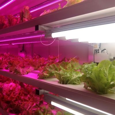 Sistema de cultivo hidropónico vertical de 40 pés de contêiner