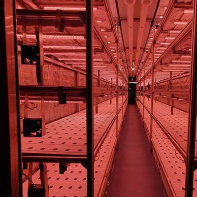 Sistema de cultivo hidropónico vertical de 40 pés de contêiner