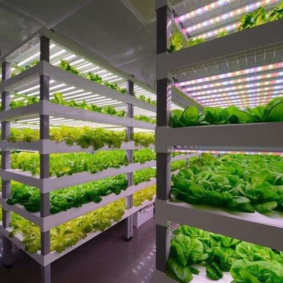 Sistema de cultivo hidropónico vertical de 40 pés de contêiner