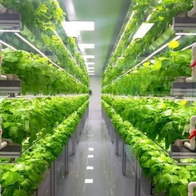 Sistema de cultivo hidropónico vertical de 40 pés de contêiner
