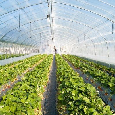 Frigoríficos de plástico Frigorífico comercial de Po/PE com hidroponia